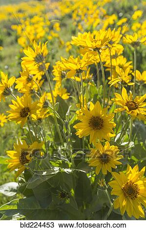 Yellow flowers in field View Large Photo Image Stock Image - Yellow flowers in field. Fotosearch