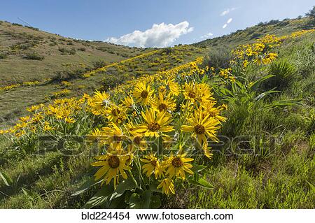 Yellow flowers in rolling landscape View Large Photo Image Picture - Yellow flowers in rolling landscape. Fotosearch