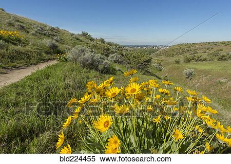 Yellow flowers in rolling landscape View Large Photo Image Stock Photography - Yellow flowers in rolling landscape. Fotosearch