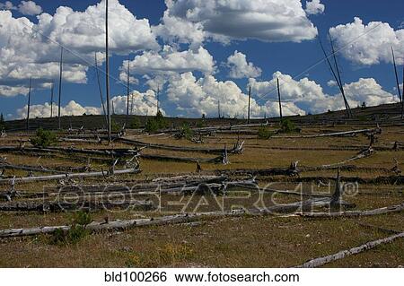 Fallen trees in field View Large Photo Image Stock Photograph - Fallen trees in field. Fotosearch
