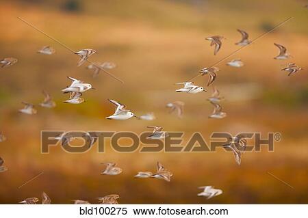 Flock of sanderlings flying through the air View Large Photo Image Stock Photography - Flock of sanderlings flying through the air. Fotosearch