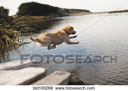 Labrador jumping into river View Large Photo Image Stock Photo - Labrador jumping into river. Fotosearch