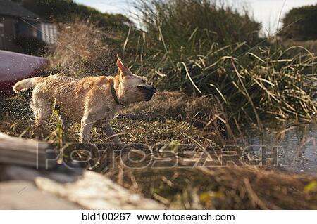 Stock Photo - Labrador shaking himself dry. Fotosearch