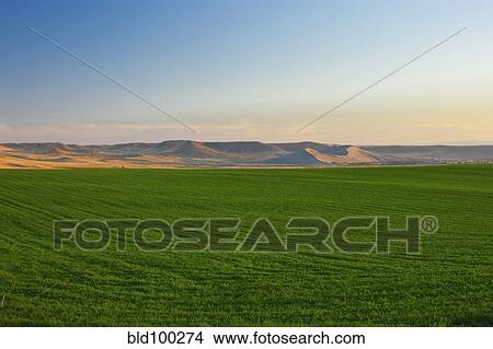Picture - Lush crops growing in field. Fotosearch