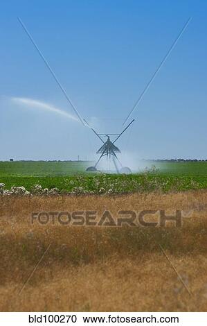 Stock Image - Sprinkler watering crops in field. Fotosearch