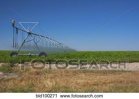 Sprinkler watering crops in field View Large Photo Image Stock Image - Sprinkler watering crops in field. Fotosearch