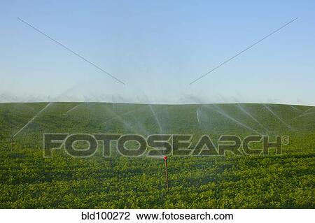 Stock Image - Sprinkler watering crops in field. Fotosearch