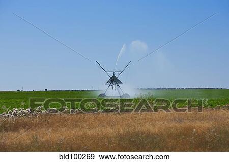 Sprinkler watering crops in field View Large Photo Image Stock Photo - Sprinkler watering crops in field. Fotosearch