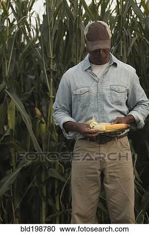 African American farmer looking at corn crop View Large Photo Image Stock Image - African American farmer looking at corn crop. Fotosearch