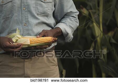 Stock Image - African American farmer looking at corn crop. Fotosearch