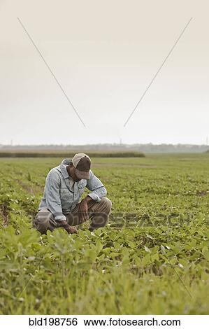 African American farmer looking at crops in field View Large Photo Image Stock Photograph - African American farmer looking at crops in field. Fotosearch