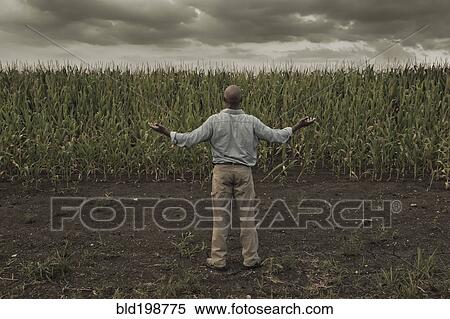Stock Photography - African American farmer standing in field with arms outstretched. Fotosearch