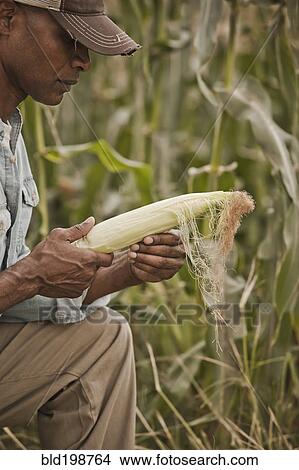 Picture - African American farmer tending corn crop. Fotosearch