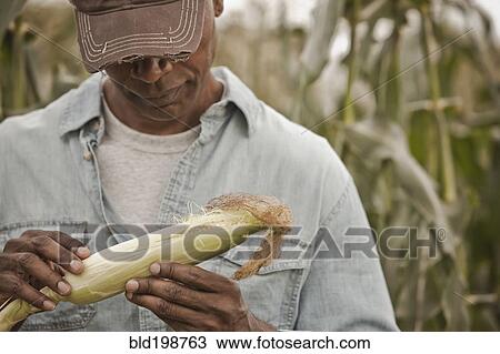 African American farmer tending corn crop View Large Photo Image Stock Image - African American farmer tending corn crop. Fotosearch