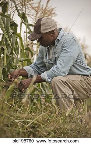 African American farmer tending crops View Large Photo Image Stock Image - African American farmer tending crops. Fotosearch