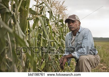 African American farmer tending crops View Large Photo Image Stock Image - African American farmer tending crops. Fotosearch
