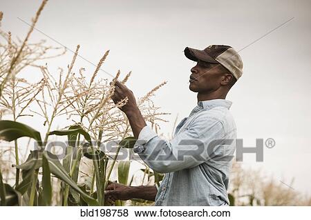 Stock Photo - African American farmer tending crops. Fotosearch