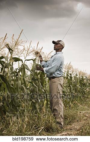 Stock Photo - African American farmer tending crops. Fotosearch