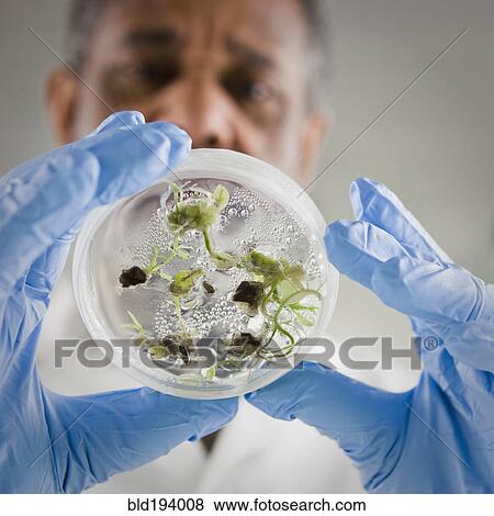 Stock Photo - African American scientist holding specimen in petri dish. Fotosearch