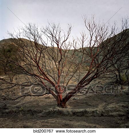 Stock Photo - Bare tree in remote area. Fotosearch