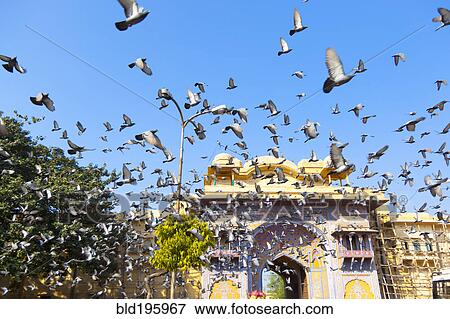 Stock Photo - Birds flying over Jaipur city palace. Fotosearch