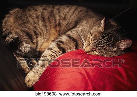 Cat sleeping on pillow View Large Photo Image Stock Photo - Cat sleeping on pillow. Fotosearch