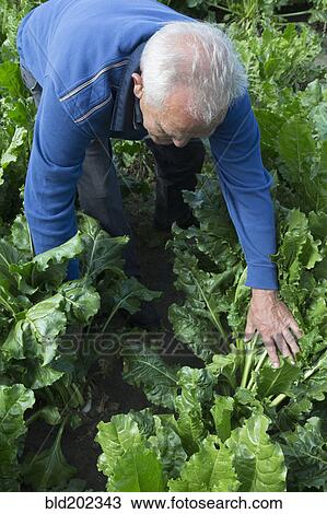 Stock Image - Caucasian farmer checking leafy vegetable. Fotosearch