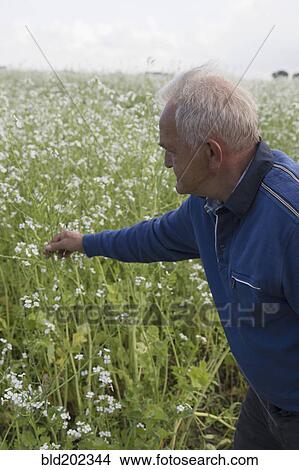 Caucasian farmer examining crop View Large Photo Image Picture - Caucasian farmer examining crop. Fotosearch