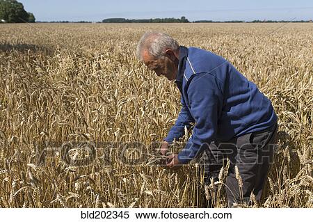Stock Photography - Caucasian farmer examining wheat crop. Fotosearch