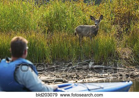 Stock Photo - Caucasian man in kayak admiring deer. Fotosearch