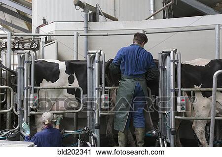 Stock Image - Caucasian workers with milking cows. Fotosearch