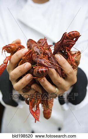 Stock Image - Chef holding handful of shellfish. Fotosearch