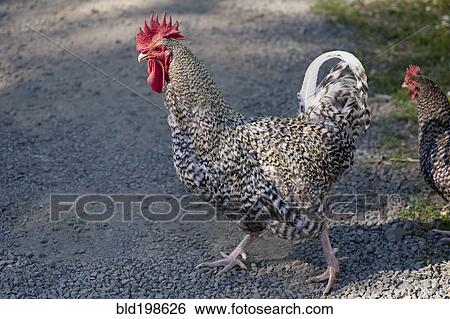Stock Photograph - Chickens crossing the road. Fotosearch
