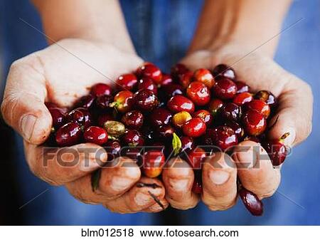 Close up of hands holding coffee beans View Large Photo Image Stock Photo - Close up of hands holding coffee beans. Fotosearch