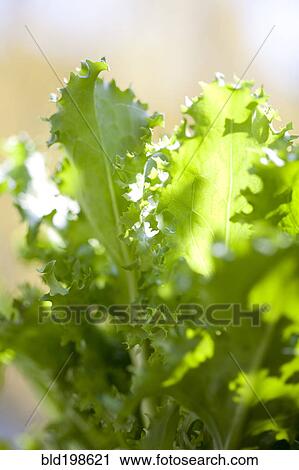 Stock Image - Close up of lettuce leaves. Fotosearch