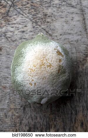 Close up of molding lemon View Large Photo Image Stock Image - Close up of molding lemon. Fotosearch