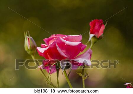 Close up of pink rose and rose bud View Large Photo Image Stock Photo - Close up of pink rose and rose bud. Fotosearch