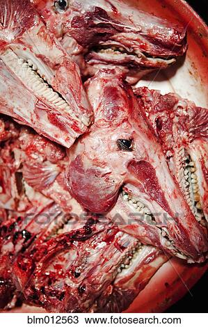 Close up of skinned goat's heads in market View Large Photo Image Stock Image - Close up of skinned goat's heads in market. Fotosearch