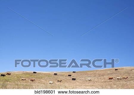 Stock Image - Cows grazing on hillside. Fotosearch