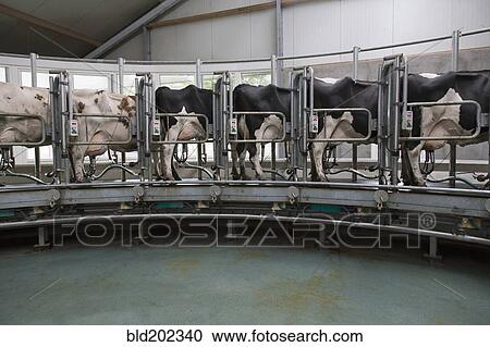 Stock Image - Dairy cows standing together for milking. Fotosearch