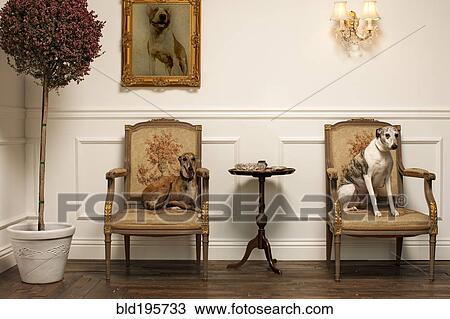 Dogs sitting on elegant chairs View Large Photo Image Stock Image - Dogs sitting on elegant chairs. Fotosearch