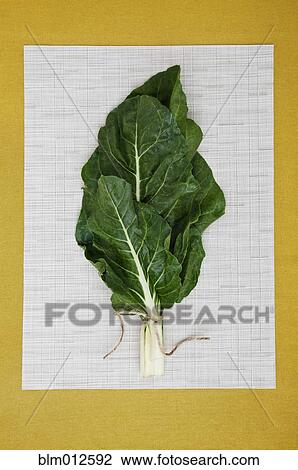 Green leaves on paper View Large Photo Image Stock Image - Green leaves on paper. Fotosearch