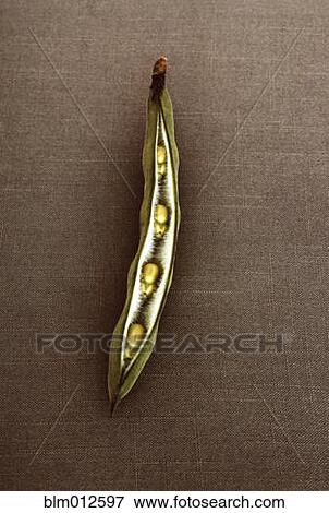 Stock Photo - Green peas in open pod. Fotosearch