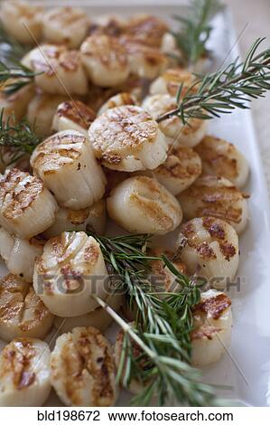 Grilled scallops and rosemary View Large Photo Image Stock Image - Grilled scallops and rosemary. Fotosearch