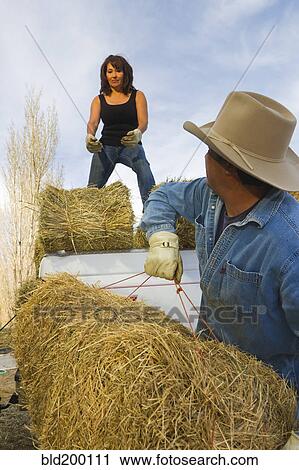 Hispanic couple loading hay View Large Photo Image Stock Image - Hispanic couple loading hay. Fotosearch