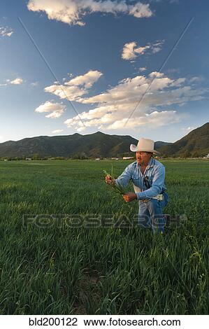 Stock Image - Hispanic man looking at crop. Fotosearch