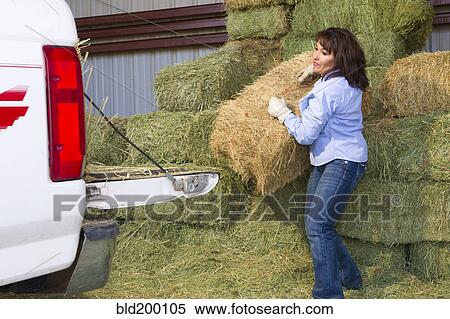 Stock Photography - Hispanic woman loading hay onto truck. Fotosearch