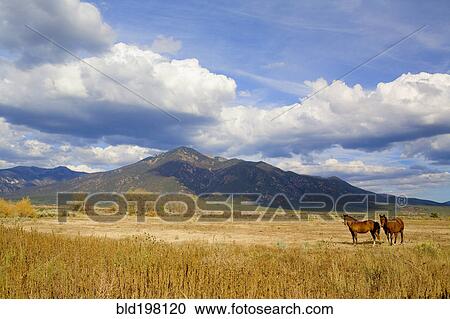 Stock Image - Horses standing in remote field. Fotosearch