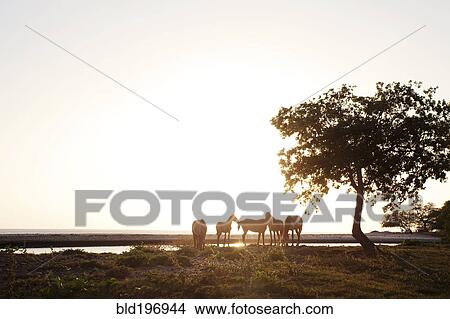 Horses standing on riverbank View Large Photo Image Picture - Horses standing on riverbank. Fotosearch