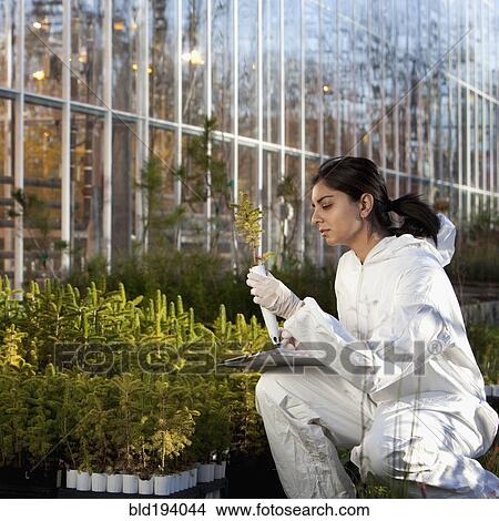 Indian scientist in clean suit working in greenhouse View Large Photo Image Picture - Indian scientist in clean suit working in greenhouse. Fotosearch